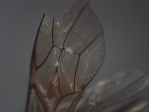 Réf. 333 266 : Phaenolobus terebrator